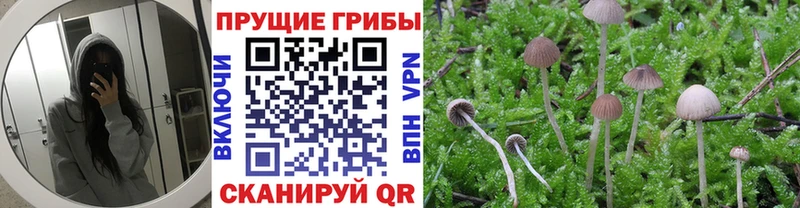 купить наркоту  Слободской  hydra зеркало  Галлюциногенные грибы MAGIC MUSHROOMS 